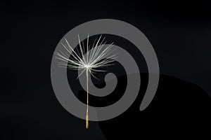 Single Dandelion seed