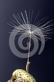 Single Dandelion Seed still attached to flower head