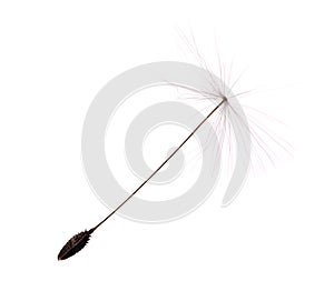 Single dandelion seed on white