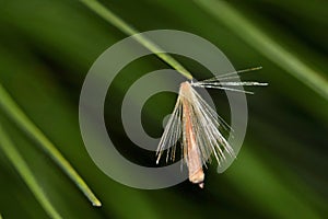 Single dandelion spore on a pine needle.