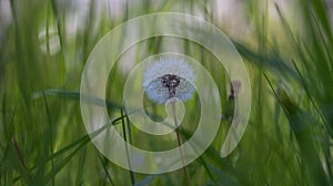 Single dandelion stands amongst a lush, green field of grass.