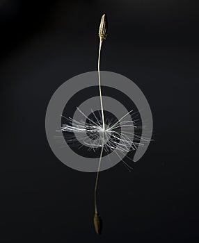 Single Dandelion Taraxacum seed isolated on black background with reflection