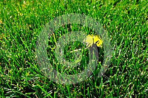 Single Dandelion in Yard of Lush Green Grass