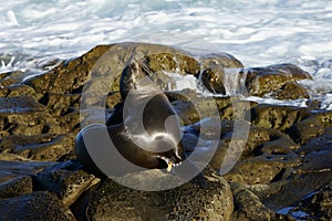 Single dark colored sea lion enjoying the sun from seaside rocks