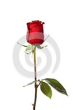 Single dark red rose