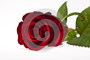 Single dark red rose flower