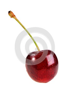 Single dark-red sweet-cherry