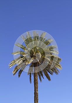 Single date palm Phoenix dactylifera