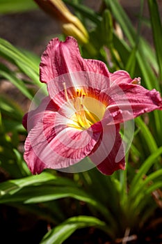 Single Day Lily Flower Growing in a Meadow