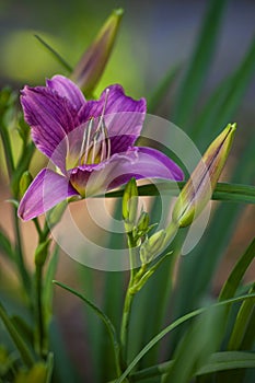 Single Day Lily Flower Growing in a Meadow