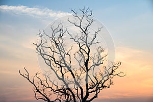 Single Dead dry branch tree on sunset