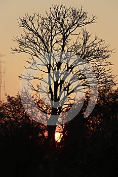 Single Dead dry branch tree on sunset.