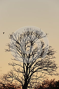 Single Dead dry branch tree on sunset.