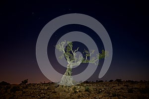 Single dead standing tree at night