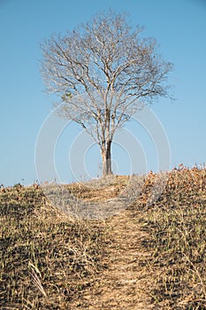 Single dead tree