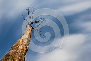 Single dead tree on blue sky background