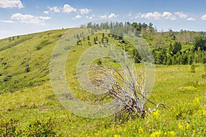 Single dead tree in a grass field with mountain hill.