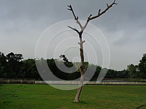 Single Dead tree isolated without leaves