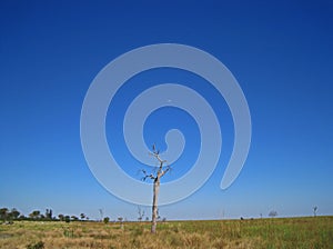 SINGLE DEAD TREE IN THE MABABE DEPRESSION IN BOTSWANA