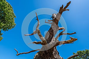 Single dead tree in summer