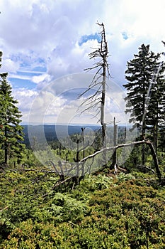 Single dead tree on the top of mountain
