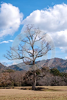 A single dead trunk tree in a field