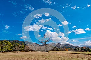 A single dead trunk tree in a field with blue sky background
