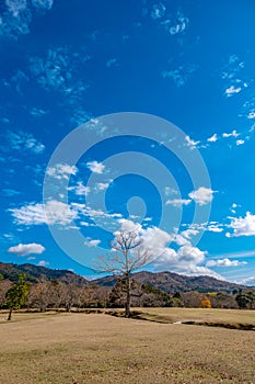 A single dead trunk tree in a field with blue sky background