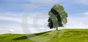 A Single Deciduous Tree on a Grassy Hill in Summer