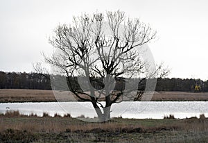 Single deciduous tree near the pond and yellowing grass around, sky background