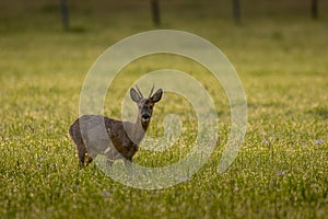 A single deer grazes in the grass. It looks directly into the camera. The grass is high and lush green.