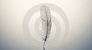 A single, delicate feather stands upright against a minimalist, light gradient background. The