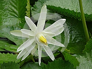 A single delicate, white water lily flower.