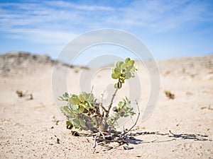 Single desert adapted plant growing in Namib desert at Namib-Naukluft National Park, Namibia, Africa