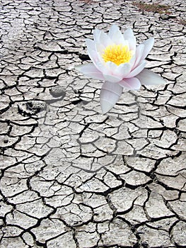 Single Desert Flower