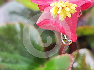A Single Dewdrop Hanging From a Pink Flower Petal