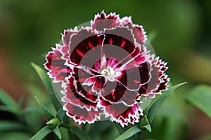 A single Dianthus flower.