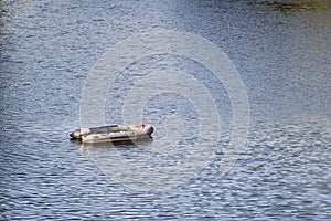 Single dinghy with outboard motor