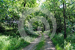 single dirt road path leading into a dense wooded forest