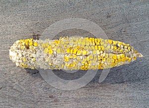 Single dirty corn was gnawed with fly was dumped on wooden floor