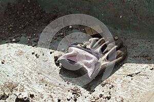 Single dirty well used gardening glove photo