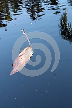 A single discarded leaf in a lake with reflection of trees