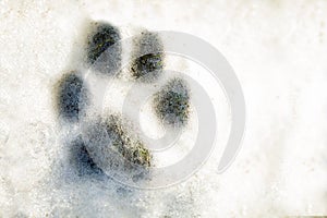 Single Dog Paw Print In Fresh Snow.