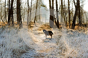 Single dog waiting ahead in path covered by frost