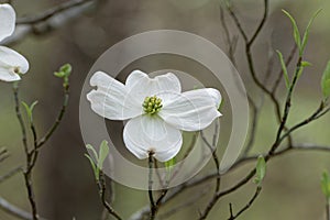 Single dogwood tree flower