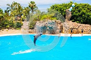 Single dolphin jumping out of the swimming pool in Loro Park on Tenerife island