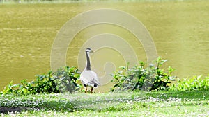 Single domestic goose anser domesticus feeding on the green grass