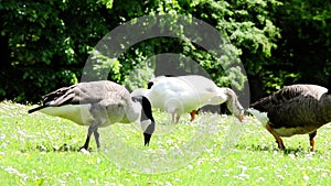 Single domestic goose anser domesticus feeding on the green grass