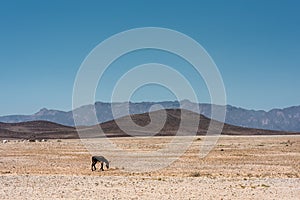 A single donkey grazing in the vast and desolate landscape of Namibia