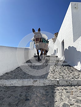 Single Donkey Leading the Pack in Santorini Greece Down Steps